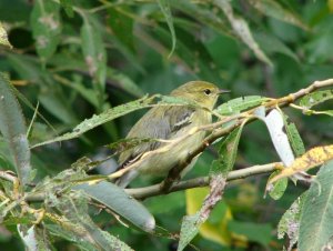 Blackpoll Warbler