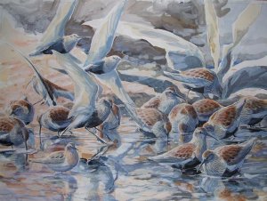 Dunlin and Temminck's Stint.