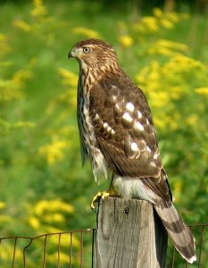 Cooper's Hawk