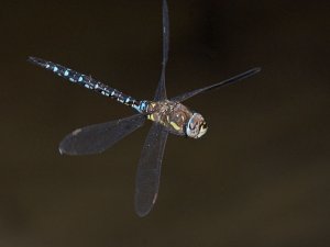 Migrant Hawker