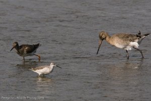 Wilson's Phalarope