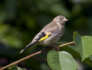 Goldfinch