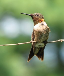 Ruby-throated Hummingbird