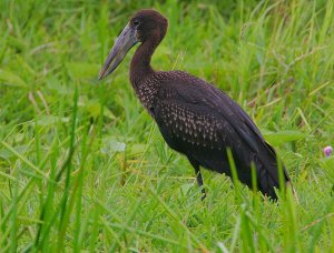 African Openbill Stork