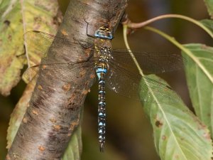 Migrant Hawker perched