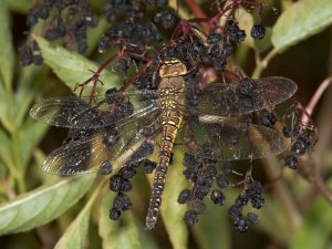 Female Migrant Hawker