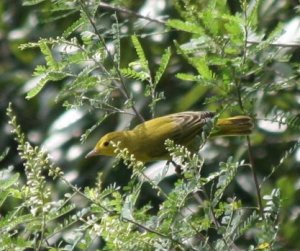 Rare Scarlet Tanager