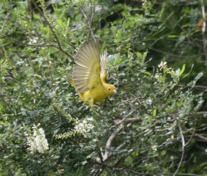 Tanager on the wing