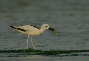 Crab-Plover