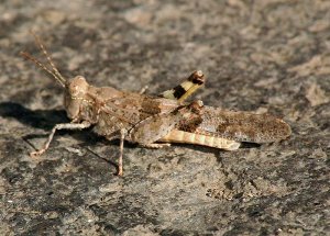 Carolina locust