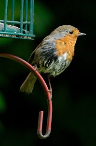 Scraggy Robin