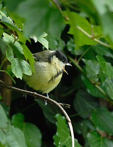 Fledgling Great Tit