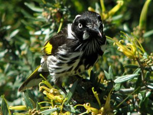 new holland honey eater