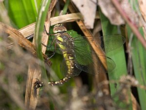 Migrant Hawker ovipositing