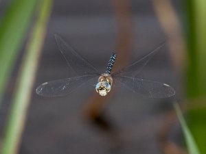 Flying Migrant Hawker