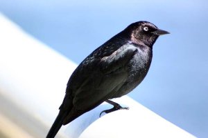 Brewer's Blackbird