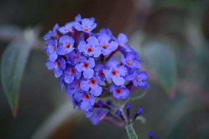 Butterfly Bush