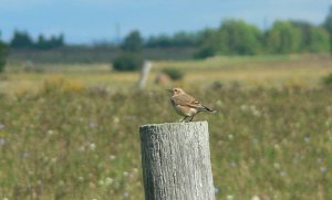 Northern Wheatear