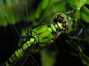 Pond Hawk, Female