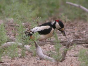 White-winged Woodpecker