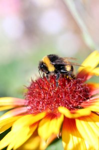 Bombus pratorum (Bumblebee)