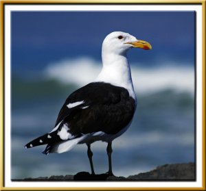 Kelp Gull