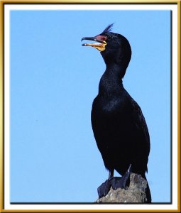 CrownedCormorant