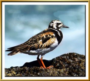 Ruddy Turnstone