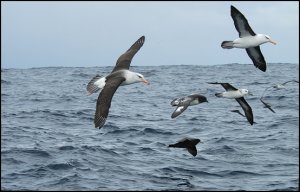 Albatross and friends