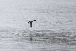 House Martin over water