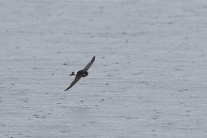 House Martin in the rain