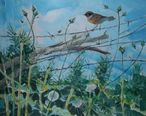 Stonechat in a thorny bit of Wales