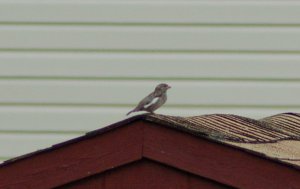 NJ USA Unusual House Sparrow