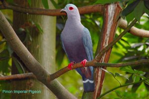 Pinon's Imperial Pigeon - Indonesia 2006