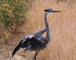 Great Blue Heron