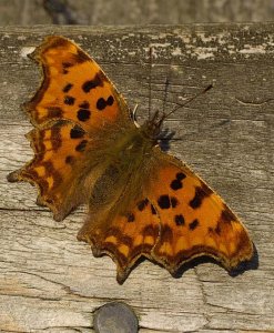 Comma in the Late Afternoon