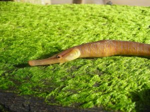 Snake Pipefish