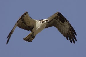 Osprey