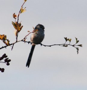 long_tailed_tit_calling