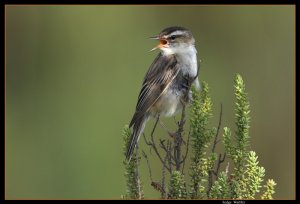 Sedge Warbler