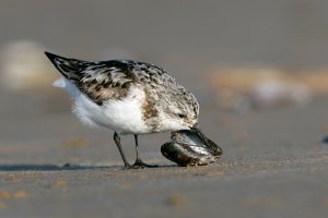 Sanderling