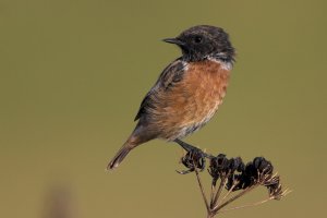 Male Stonechat.