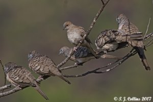 Diamond dove amongst peaceful friends