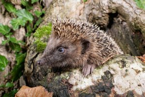 Hedgehog