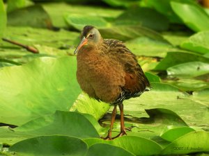 Walking on Water - Virginia Rail