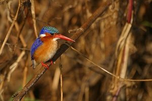 Malachite Kingfisher