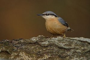 Nuthatch