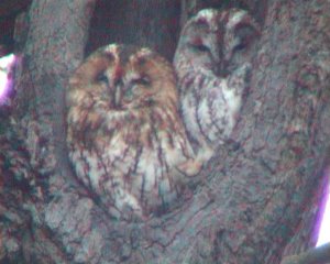 Tawny Owls