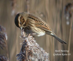 Reed Bunting