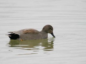 Gadwall